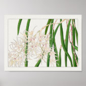 Dendrobium teretifolium door Tanigami Konan Poster (Voorkant)