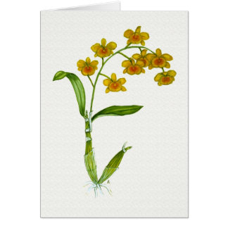 Dendrobiumchrysotoxum