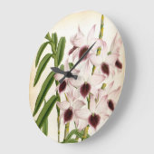 Dendrobrium Ainsworth  Lindenia Orchid Grote Klok (Hoek)