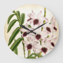 Dendrobrium Ainsworth  Lindenia Orchid Grote Klok