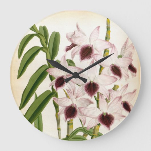 Dendrobrium Ainsworth  Lindenia Orchid Grote Klok (Voorkant)