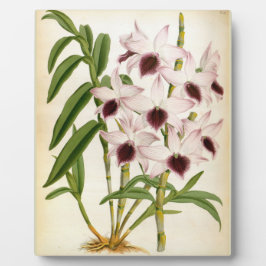 Dendrobrium Ainsworth Roseum Lindenia Orchid Fotoplaat