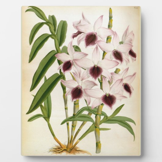 Dendrobrium Ainsworth Roseum Lindenia Orchid Fotoplaat (Voorkant)