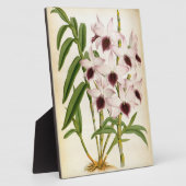 Dendrobrium Ainsworth Roseum Lindenia Orchid Fotoplaat (Zijkant)