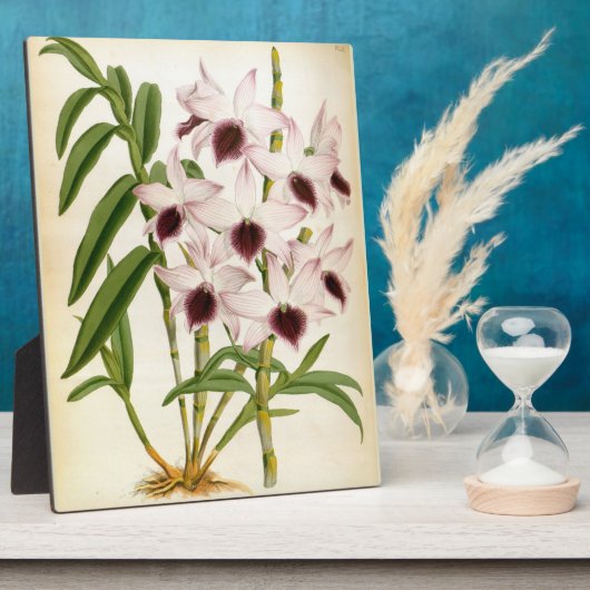 Dendrobrium Ainsworth Roseum Lindenia Orchid Fotoplaat (Zijkant)