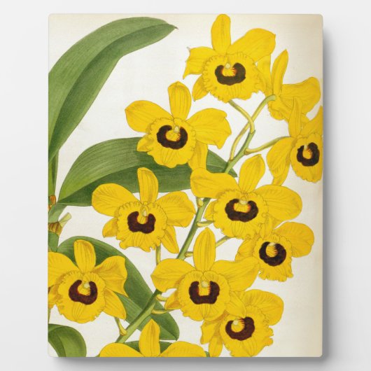 Dendrobrium Suavissimum  Lindenia Orchid Fotoplaat (Voorkant)