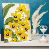 Dendrobrium Suavissimum  Lindenia Orchid Fotoplaat (Zijkant)