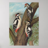 Dendrocopus major van Johann Friedrich Naumann Poster (Voorkant)