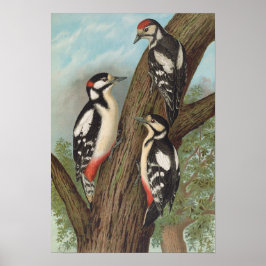 Dendrocopus major van Johann Friedrich Naumann Poster