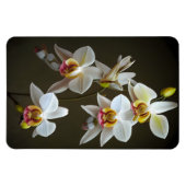 Dendroium Orchideeën Magneet (Horizontaal)