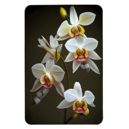 Dendroium Orchideeën Magneet