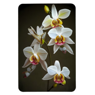 Dendroium Orchideeën Magneet