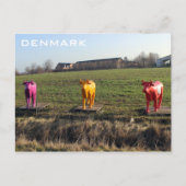 Denemarken Kleurrijke Koeien Briefkaart! Briefkaart (Voorkant)