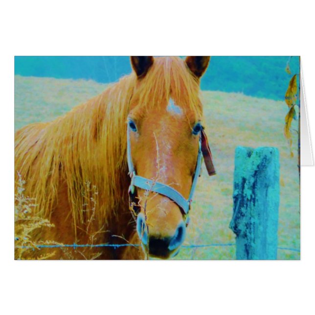 Denim blue tinted Horse (Voorkant Horizontaal)