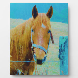 Denim blue tinted Horse Fotoplaat