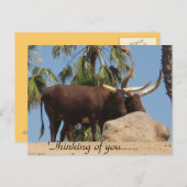 Denk aan Afrikaanse Watusi runderen Briefkaart (Voorkant / Achterkant)