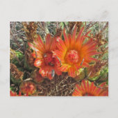 Denk aan de foto van uw Oranje, donkere cactus. Briefkaart (Voorkant)