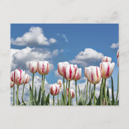 Denk aan de lente. briefkaart