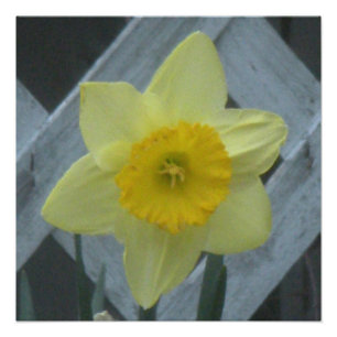 Denk aan de lente! foto afdruk