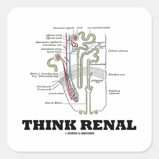 Denk aan de Renale (Nephron Anatomy Illustration) Vierkante Sticker (Voorkant)