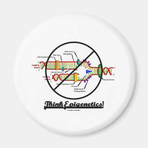 Denk aan Epigenetica! (DNA-replicatie uitsteken) Magneet