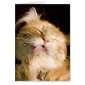 Denk aan het maken van een foto van Maine Coon Cat (Voorkant)