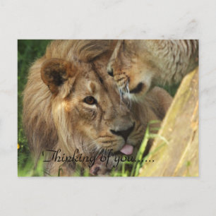 Denk aan je Afrikaanse leeuwen liefde Briefkaart