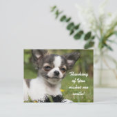 Denk aan je Chihuahua Briefkaart (Staand voorkant)