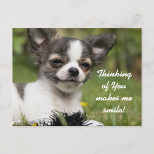 Denk aan je Chihuahua Briefkaart
