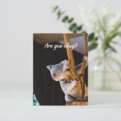 Denk aan je Fun Koala... laat me weten dat je in o Briefkaart (Staand voorkant)