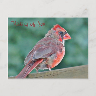 Denk aan je kardinale rode vogel briefkaart
