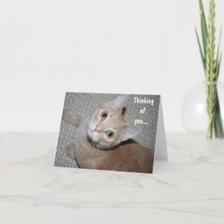 Denk aan je kitten kaart