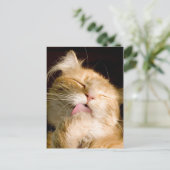 Denk aan je Maine Coon close-up foto Briefkaart (Staand voorkant)