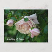 "Denk aan je" — mooie roze rozen Briefkaart (Voorkant)