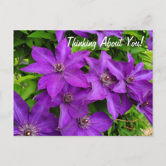 Denk aan je Paarse Clematis Floral Briefkaart (Voorkant)