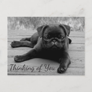 Denk aan je Pug Puppy Dog Greeting Post Card Briefkaart