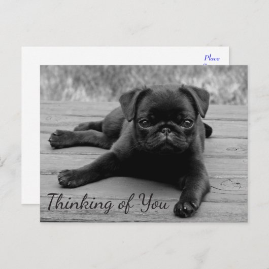 Denk aan je Pug Puppy Dog Greeting Post Card Briefkaart (Voorkant / Achterkant)