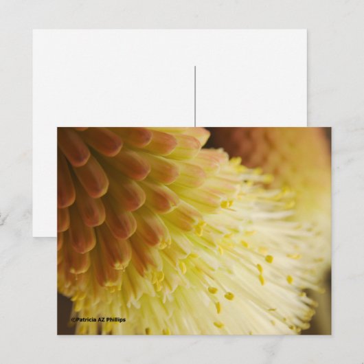 Denk aan je Radiant Torch Lily Briefkaart (Voorkant / Achterkant)