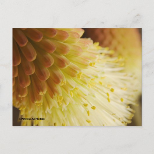 Denk aan je Radiant Torch Lily Briefkaart (Voorkant)