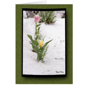 Denk aan je sneeuwbesproeide roze gele tulpen