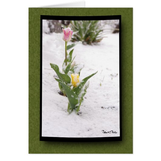 Denk aan je sneeuwbesproeide roze gele tulpen (Voorkant)