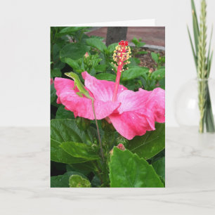 Denk aan je tropische roze hibiscus lizard kaart