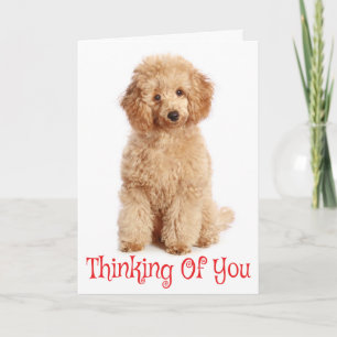 Denk Aan Jou Abrikozen Poodle Puppies Hond Kaart