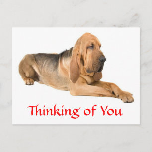 Denk aan Jou Bloodhound Hond Groet Ansichtkaart Briefkaart