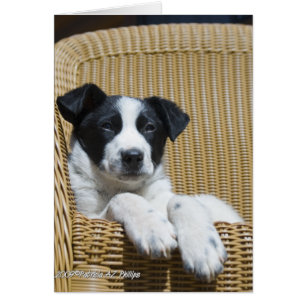 Denk Aan Jou Border Collie Pup Binnen Sjabloon