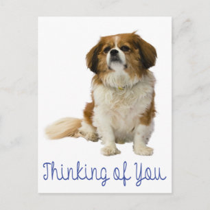 Denk aan Jou Cavalier King Charles Spaniel Hond Briefkaart