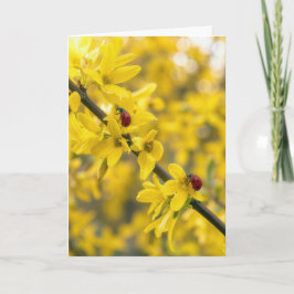 Denk aan Jou Lieveheersbeestjes op Forsythiatak Kaart