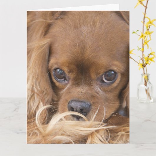 Denk aan jou Ruby Cavalier King Charles Spaniel Kaart (Gele Bloem)