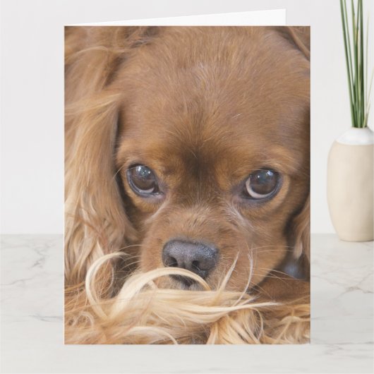 Denk aan jou Ruby Cavalier King Charles Spaniel Kaart (Voorkant)
