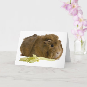 Denk Aan Jou Schattige Cavia Foto Sjabloon